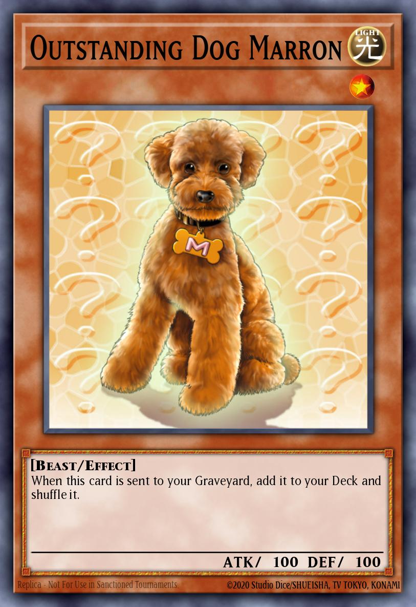 Outstanding Dog Marron 