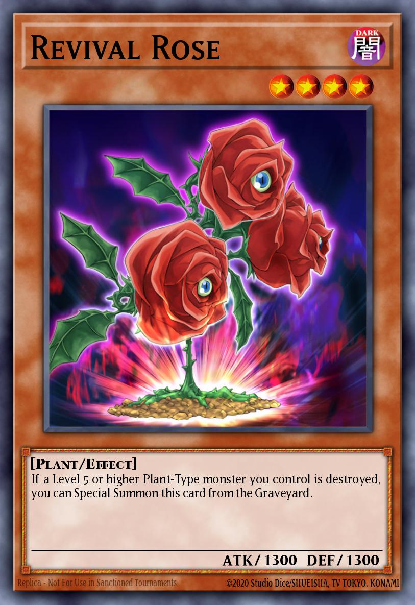 Revival Rose TSHD-EN016