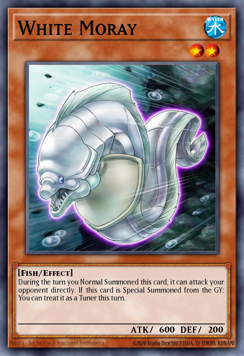 White Moray BLLR-EN018